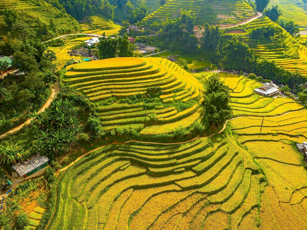 The peak time for visiting Muong Hoa Valley when rice fields turn brilliant golden yellow